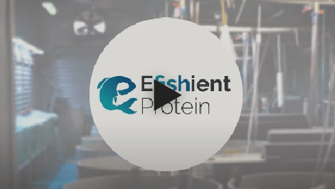 E-FISHient Protein
